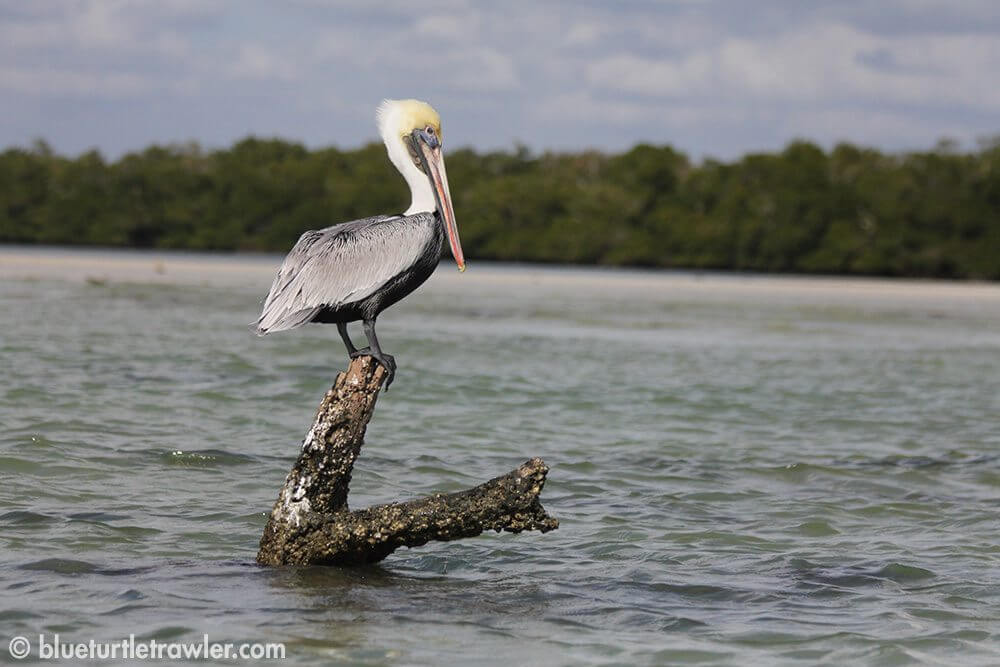 A Pelican finds a resting spot