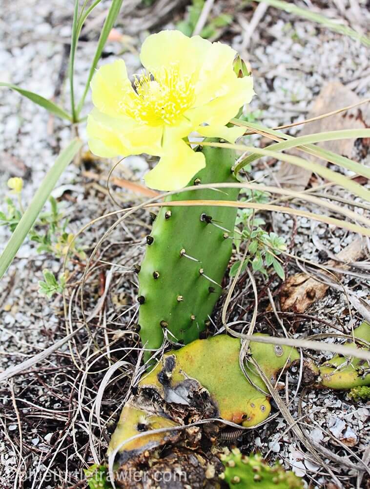 Cacti bloom
