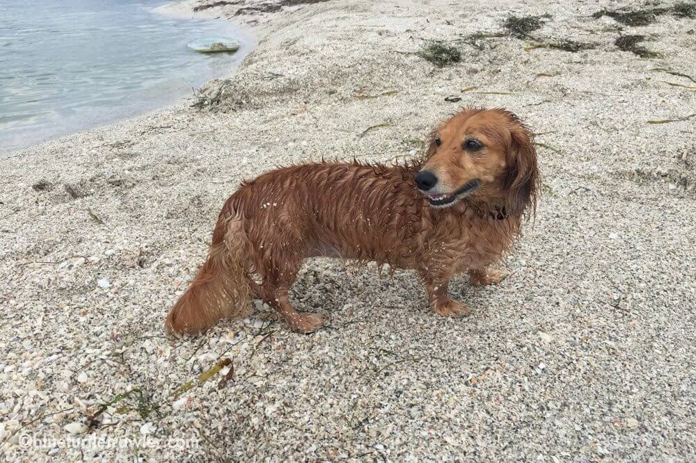 One very salty and sandy dog