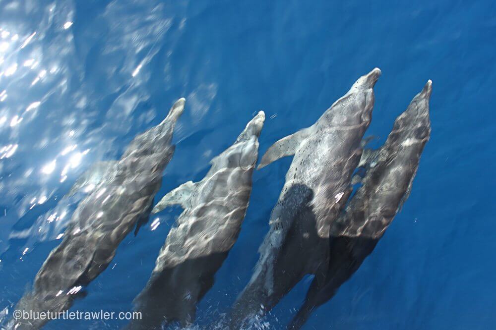 Dolphin riding the bow of our boat in crystal clear water