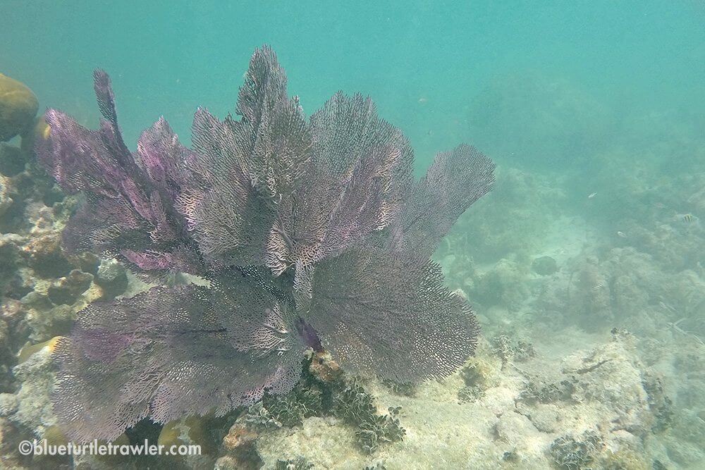 Purple sea fan