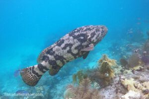 Bahia Honda and Looe Key