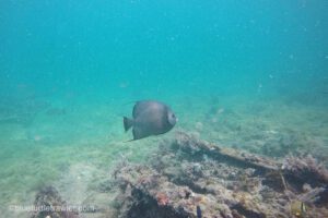 Snorkeling in the Dry Tortugas [Video]