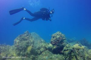 diving dry tortugas