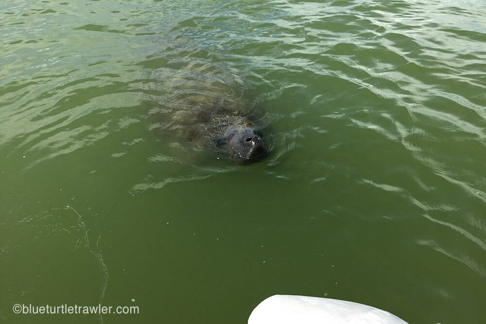 A manatee approached our dinghy on our way back to Blue Turtle