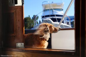 Living aboard with a boat dog