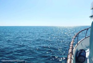 Another New Year for Blue Turtle and crew