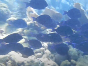 Diving Looe Key [Video]
