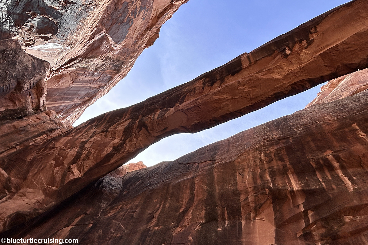 Morning Glory arch